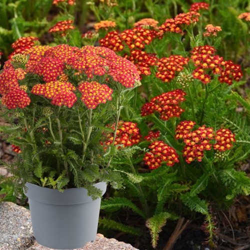 Achillea millefolium 'Milly Rock Red' - Harilik raudrohi 'Milly Rock Red' P9/0,55L